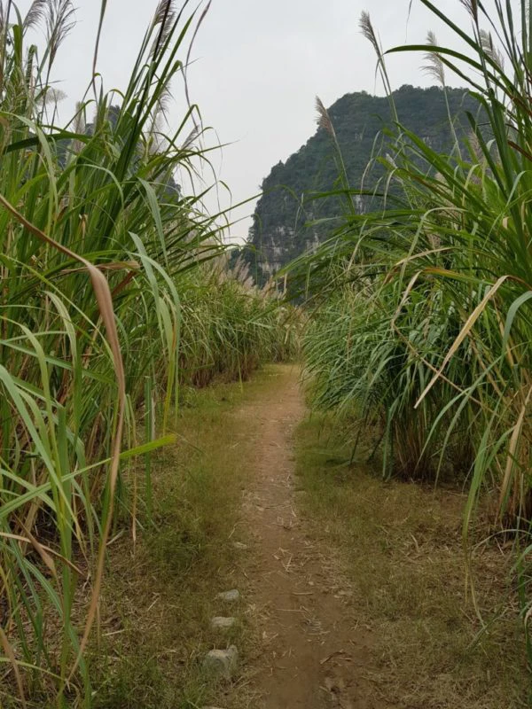 Best of Ninh Binh in One Day – Private Tour